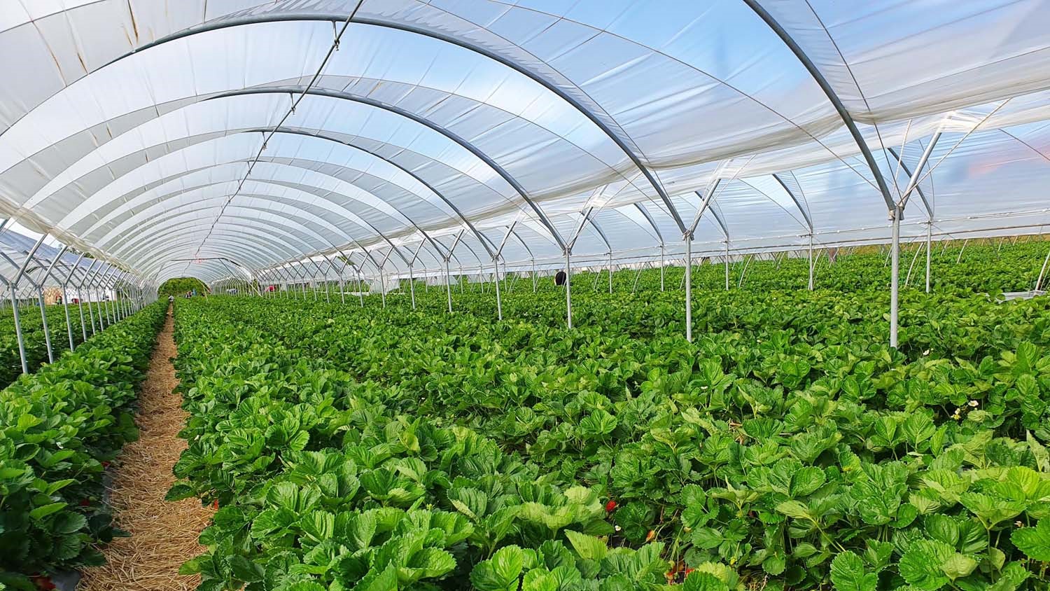 Macfrut_Nursery|Plant Nursery Area|Stefano Lugli